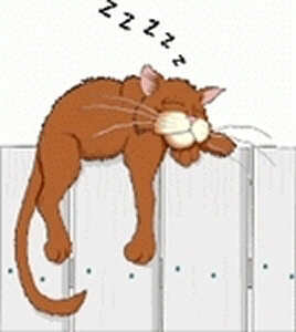cat_zzz.jpg